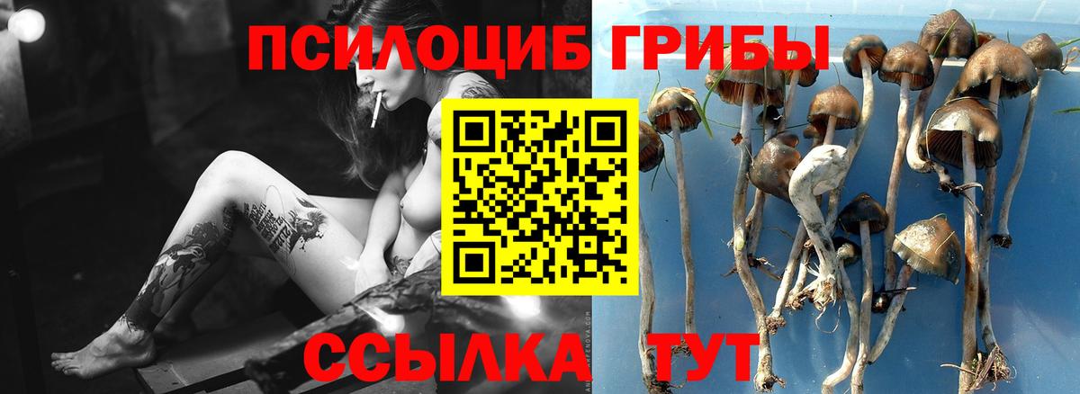 Галлюциногенные грибы Psilocybe Соликамск